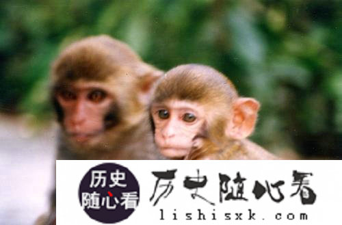 孙悟空再世：17只猴子帮中国军队杀日寇_猴子