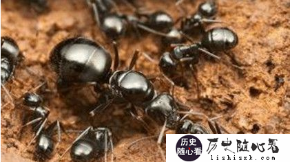 蚂蚁的类型有哪些？蚂蚁的生活习性是什么样的?_蚂蚁