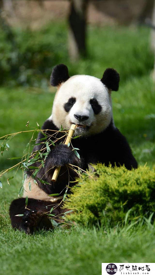 当今世界，不使用<a href=http://lishisxk.com/tags-etagid1292-0.html target=_blank class=infotextkey>核武器</a>的情况下，全世界所有国家能打败美国吗？