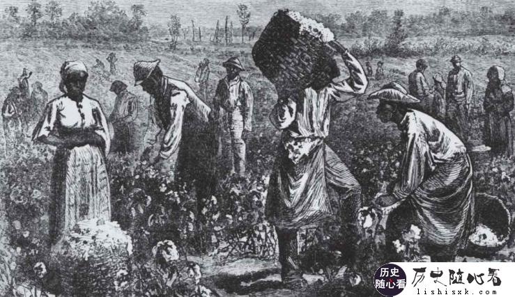 为什么美国或者英国会认为棉花种植需要强迫性劳动呢？