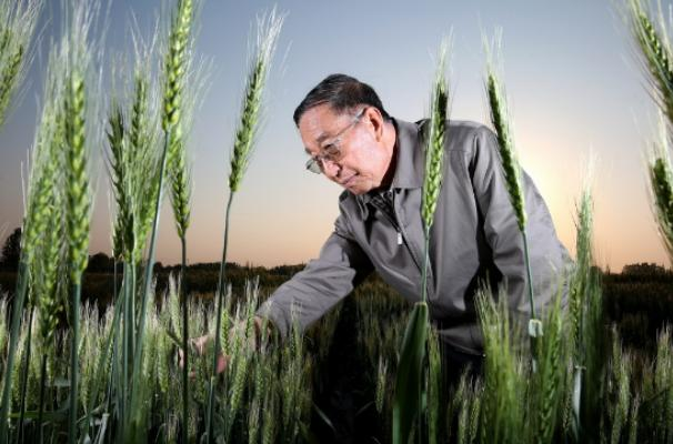 李振声小麦专家，他让小麦增产1000亿斤
